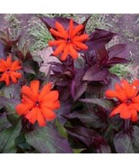 30 Scarlet Vesuvius Lynchins Bronze Leaf Deer Resistant Perennial Flower Seeds F - $295.30 MXN