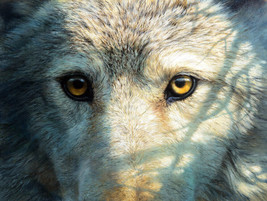 FRAMED CANVAS Art print giclee the face and eyes of a wolf closeup marris - £31.57 GBP+