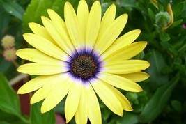 40 Yellow Color African Daisy Flower Seeds Long Lasting Annual - £13.30 GBP