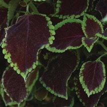 USA Seller Mpb#1 Coleus Seeds Sun Chocolate Mint 100 Pelleted Seeds - £40.15 GBP