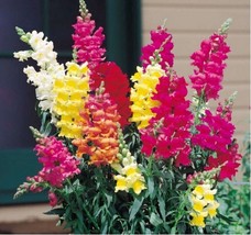 Grow In US 200 seeds Snapdragon Northern Lights Mix - £6.68 GBP