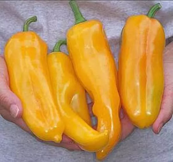 50 Pepper Seed - Sweet Marconi Golden Seeds - $21.99