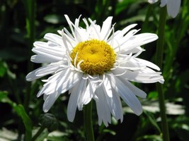 Leucanthemum Crazy Daisy Double Shasta Daisy Seeds Grown In Usa Gardening - £14.74 GBP