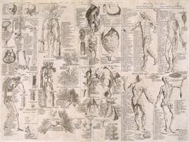 6010.Human body.skeleton.anatomy.diagrams.skull.bones.POSTER.Decoration.Graphic - £13.71 GBP+