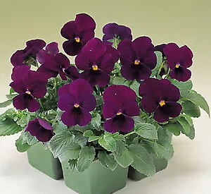 Pansy Nature Plum Purple 250 seeds - £28.52 GBP