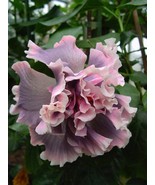20 Double Pink Gray Hibiscus Seeds Flowers Flower Seed Perennial Bloom F... - $183.09 MXN