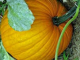 Pumpkin Seed, Connecticut Field, Heirloom, Non-GMO, 100 Seeds, Pumpkins - $2.99