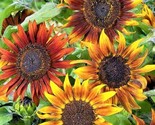 Tall Mardi Gras Sunflower Seeds 50 Seeds Fast Shipping - £6.41 GBP