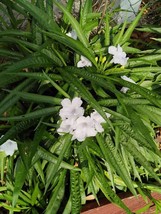 PWO Dwarf White Mexican Petunia 25 Authentic Seeds - £5.41 GBP