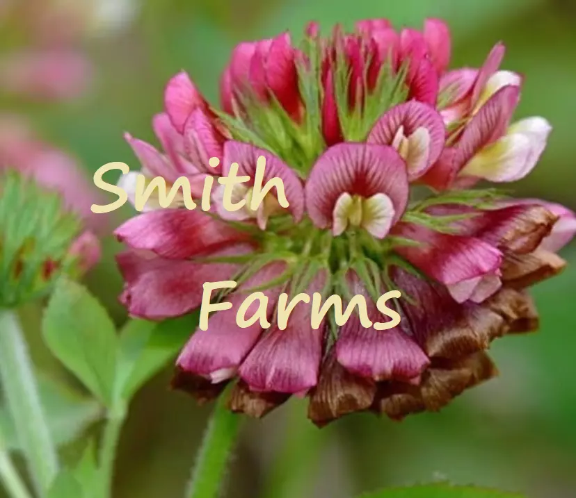 25 Seeds Native Buffalo Clover Flowers Trifolium Reflexum Fresh Seeds USA Seller - £9.46 GBP