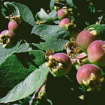 Utah Serviceberry Amelanchier Utahensis Organic Fruiting Shrub White Blooms High - $7.98