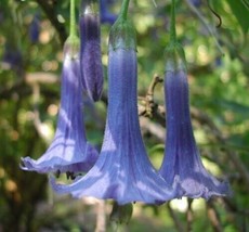 10 Blue Angel Trumpet Seeds Tropical Flowers Flower Fragrant Small ShrubFrom US  - $8.35