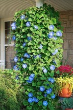 200 Morning Glory Seeds Heavenly Blue Climbing Beautiful Fresh Seeds Gar... - £8.15 GBP