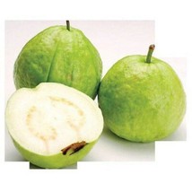 Fresh 15 Seeds Guava White Tropical Fruit Psidium Guajava Tree Edible Guayaba Pl - $19.92