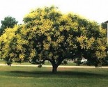 Sale 10 Seeds Golden Rain Tree Goldenrain Koelreuteria Paniculata  USA - £7.82 GBP