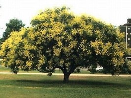 Sale 10 Seeds Golden Rain Tree Goldenrain Koelreuteria Paniculata  USA - £7.91 GBP