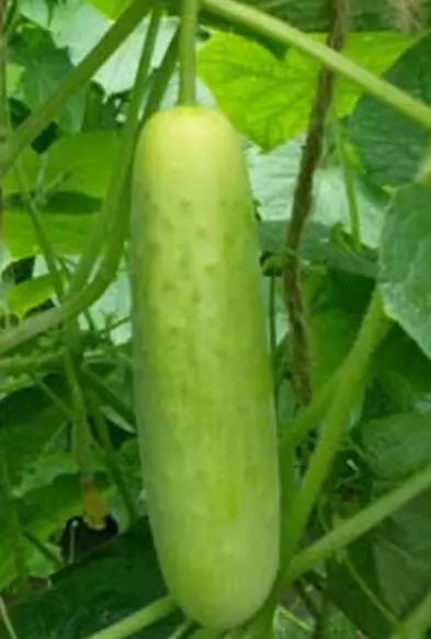 25 Seeds Laura Cucumbers Planting Edible Food Easy to Grow - $10.01