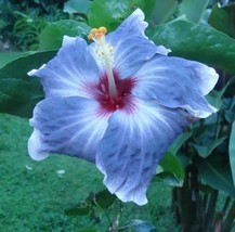 20 Seeds Blue Silver Hibiscus Fast Sprouting Heirloom Seeds Garden Perfection - £6.44 GBP