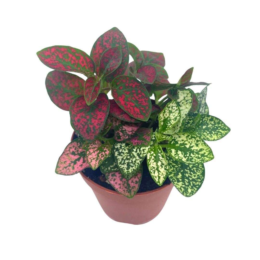 Polka-dot-plant, Hypoestes phyllostachya, limited, in a 2 inch pot Tiny ... - $6.25