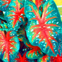 150 Pcs Multiple Colour Thailand Caladium Of Rainbow Flower Potted Plant... - $120.31 MXN
