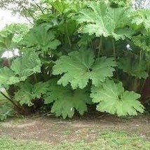 “ 7 Pcs Gunnera Manicata Seeds Gim ” - £10.68 GBP