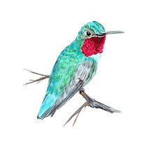 Hummingbird Humming Bird Watching Vinyl Auto Window Glass Decal Sticker ... - £5.46 GBP+