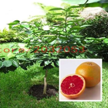 Fresh Seeds Seed Thai Pomelo Citrus Maxima Pomelo Grapefruit - £9.81 GBP