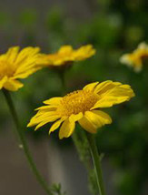 Garland Chrysanthemum, 50+ Seeds, Organic, Newly Harvested, Golden Yellow Blooms - £1.96 GBP