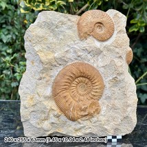 Rare 4.5&quot; Reineckia substeinmanni &amp; 3&quot; Macrocephalites Fossil Ammonites, - £337.96 GBP