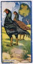 Cowan Co Toronto Card Cornish Game Chicken Series - £7.78 GBP
