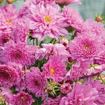 USA Seller 25 Cosmos Seeds Cosmos Double Click Rose Bon Bon Fast Shipping - $17.21