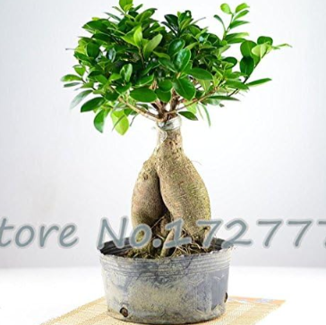 Ficus Microcarpa Seed Rare Tree Seed And Color: Light Green - $16.99