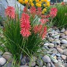 25 Poco Red Torch Lily Hot Poker Flower Seeds Seed 880 USA Fast Shipping - £10.85 GBP