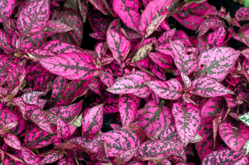 10 Seeds Dwarf Rose Pink Polka Dot Plant Splash Hypoestes Phyllostachya Flower - £9.13 GBP