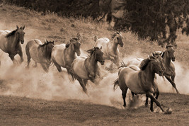 Leader of the Pack by Robert Dawson Canvas Giclee Running Herd Of Wild H... - £192.73 GBP