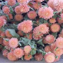 HS Gomphrena Globosa Salmon 50 Seeds        - £4.88 GBP