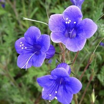 USA Seller Phacelia Campanularia California Bluebell Seed Free Shipping - £12.06 GBP