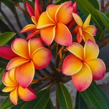 5 Pink Yellow Red Hawaiian Plumeria Seeds: Fragrant Tropical Flowers - $13.95