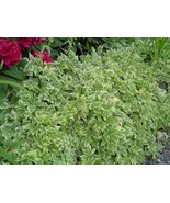 10 Heirloom Snow on The Mountain (Bishop's Weed,Gout Weed) Plant seeds - $6.49