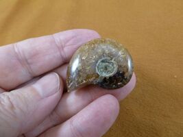 (F415-3) 1-3/8&quot; Ammonite fossil ammonites extinct marine molluscs shell ... - $198.23 MXN