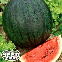 USA SELLER Sugar Baby Watermelon Seeds 250 Seeds Fresh New - $12.89