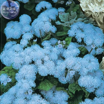 New Fresh Ageratum Blue Ball Quality Flower Seeds 38 Seeds Pack Blue Cut Indoor  - $3.72