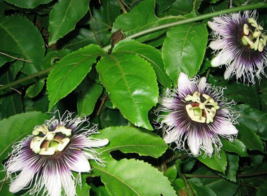 5 Pc Seeds Passiflora Edulis Tango Flower, Passiflora Seeds for Planting... - £20.19 GBP