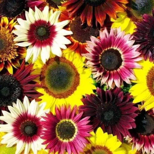 Fresh 25 Sunflower Rainbow Mix Seeds Flowers Seed Flower Perennial Garden - £8.75 GBP