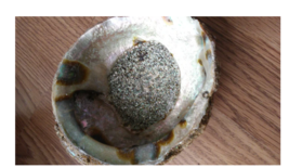 Abalone Shell ~ Raw - £11.91 GBP