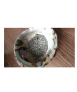 Abalone Shell ~ Raw - £11.93 GBP