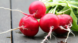 500 German Giant Radish Seeds USA  - £9.52 GBP