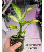 MBK Dieffenbachia Camille Bulk Seeds - $755.03 MXN