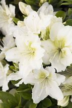 Small Rooted Starter Plant Snow Azalea Rhododendron Deciduous - £30.09 GBP