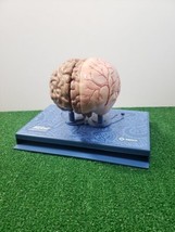 Merck Maxalt Brain Model &quot;An Inside Look at Migraine&quot; Migraine Headache ... - £37.33 GBP